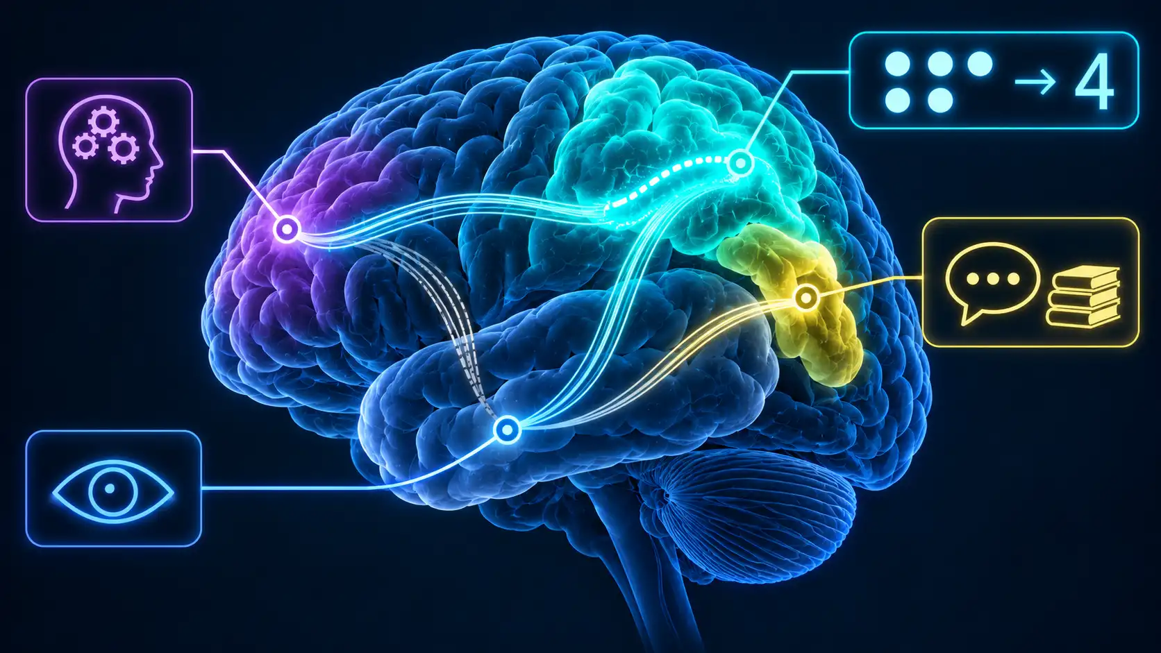 A side view of the brain with the parietal lobe and intraparietal sulcus highlighted as the key number region and the angular gyrus marked for verbal arithmetic facts, with connecting fibres between parietal, temporal and frontal regions.